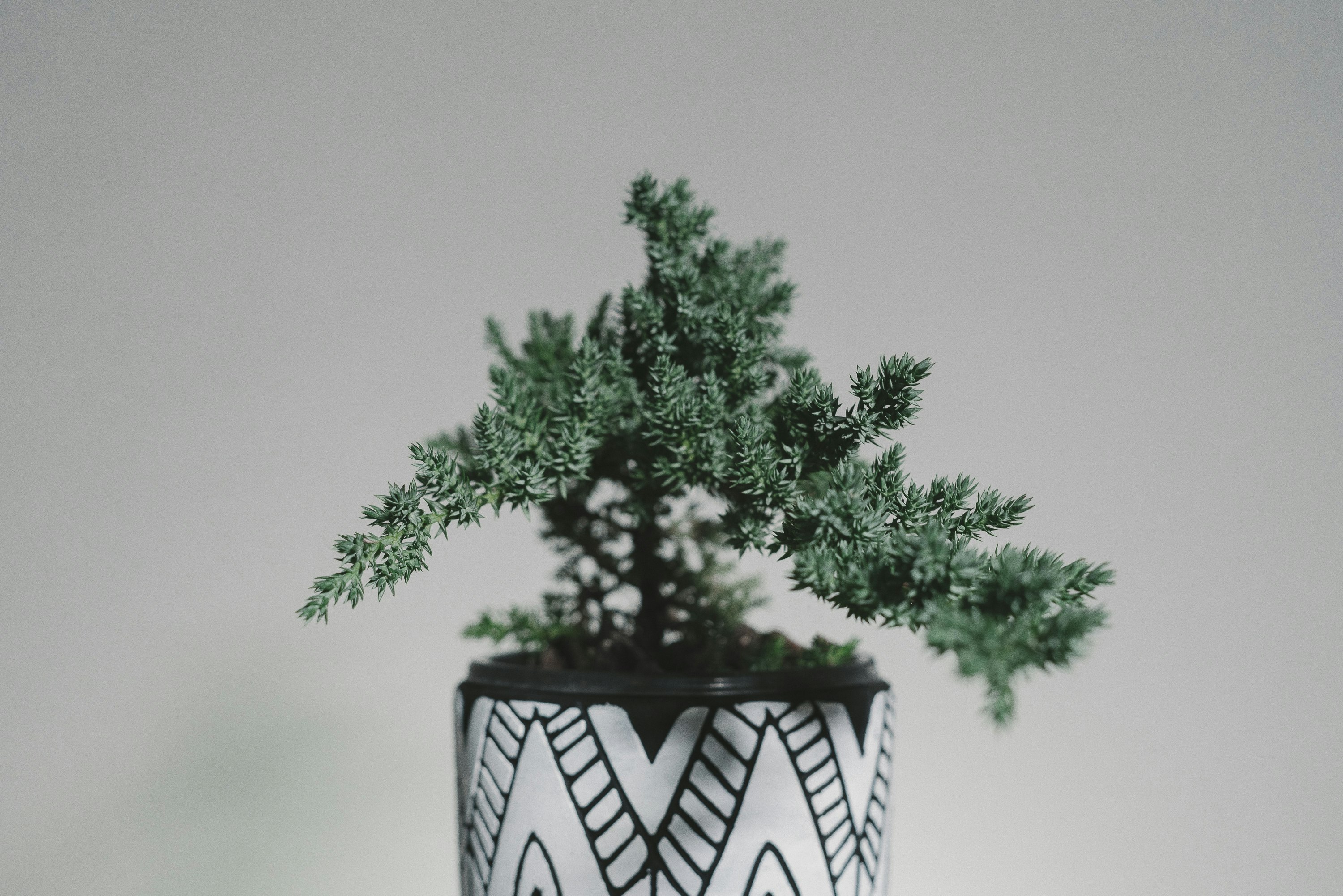 green tree on white and black ceramic vase